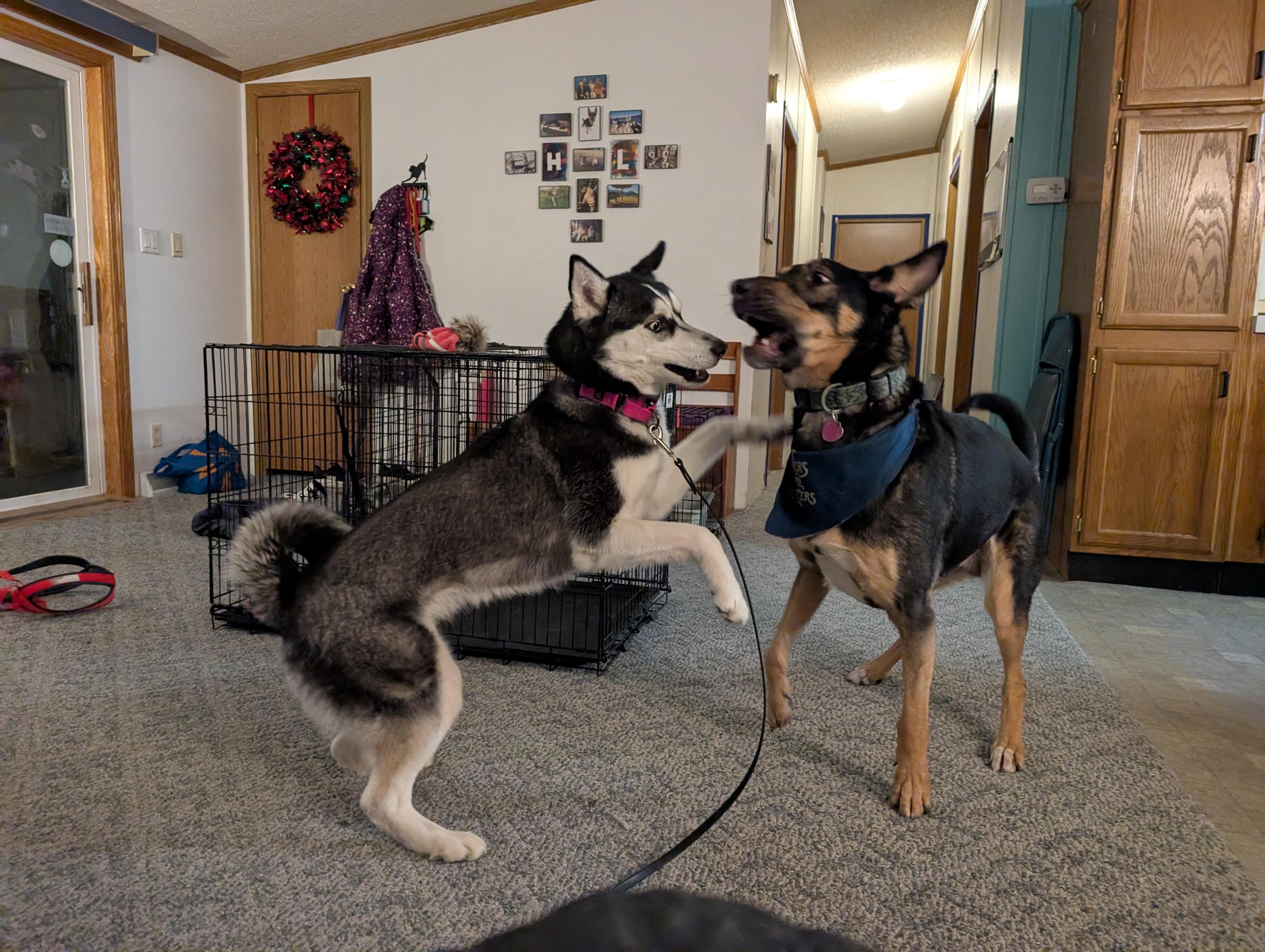 Enlarge Halo, a ADOPTABLE Siberian Husky in La Motte, IA image 3/6