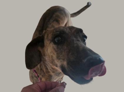 Babe, ADOPTABLE, Adult Female Rhodesian Ridgeback.
