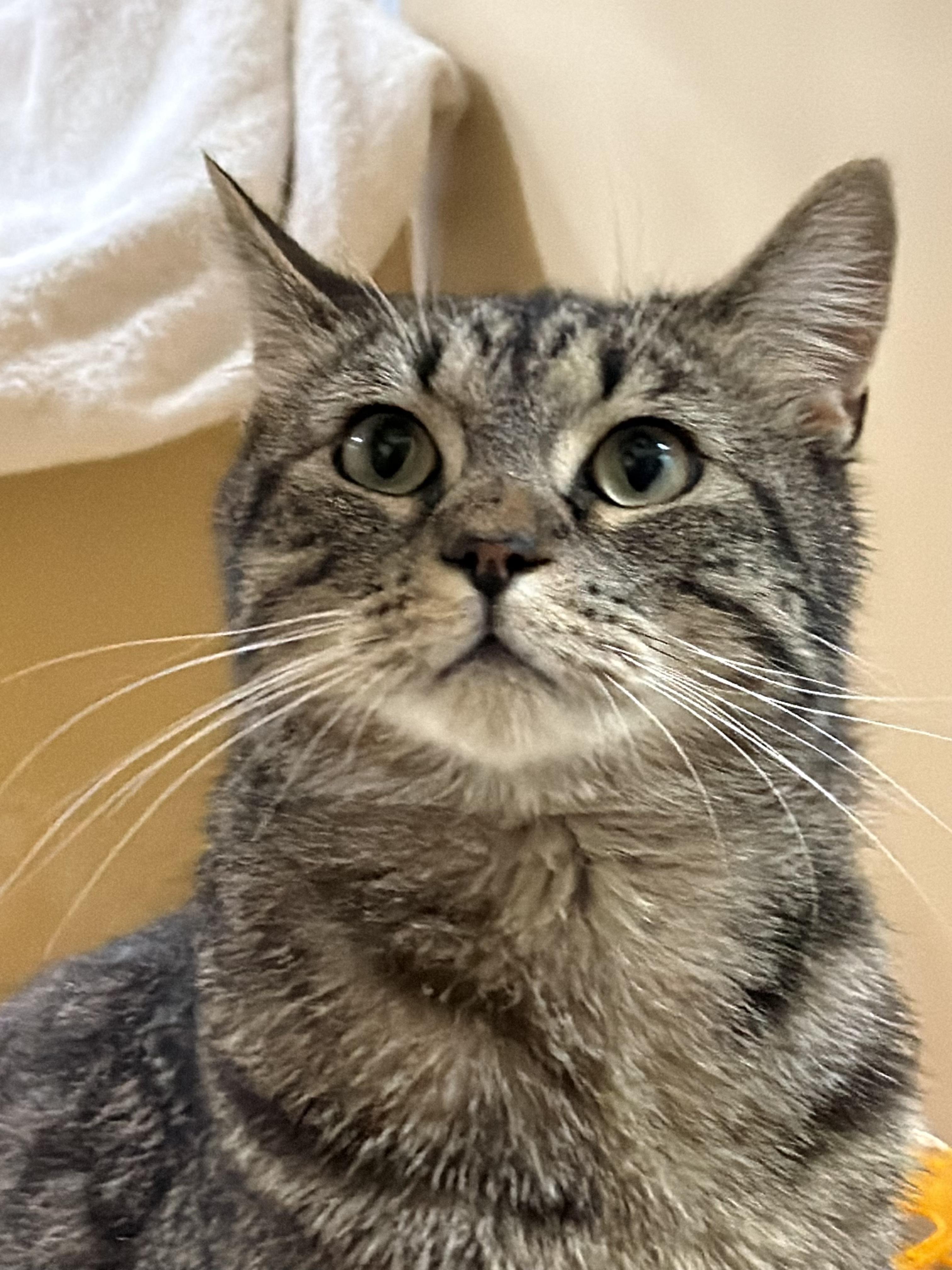 Baby, ADOPTABLE, Young Male Tabby.