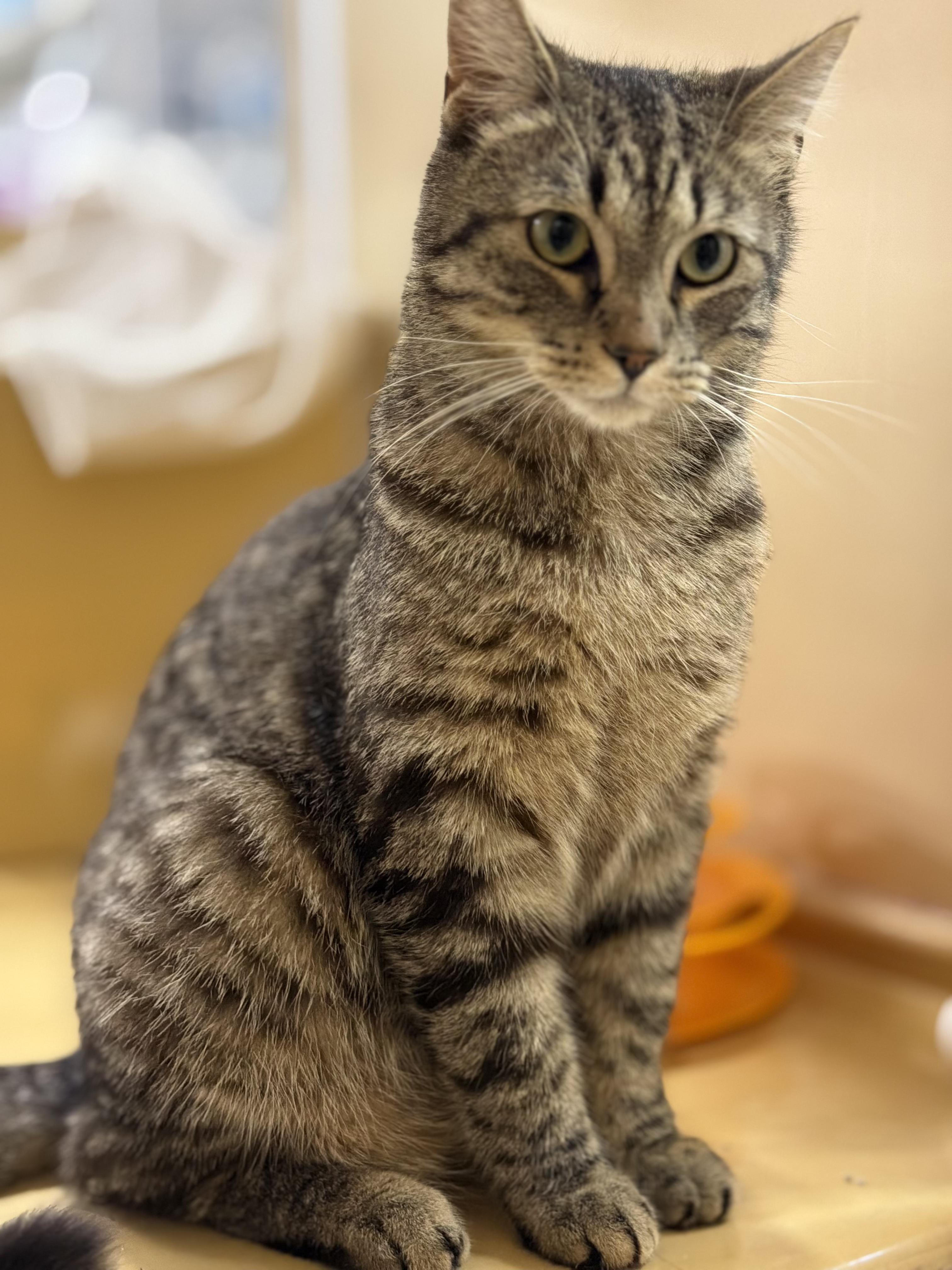 Baby, a ADOPTABLE Tabby in Charlotte, NC image 2/3