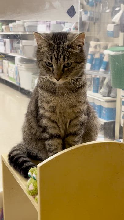 Enlarge Baby, a ADOPTABLE Tabby in Charlotte, NC video 3/3