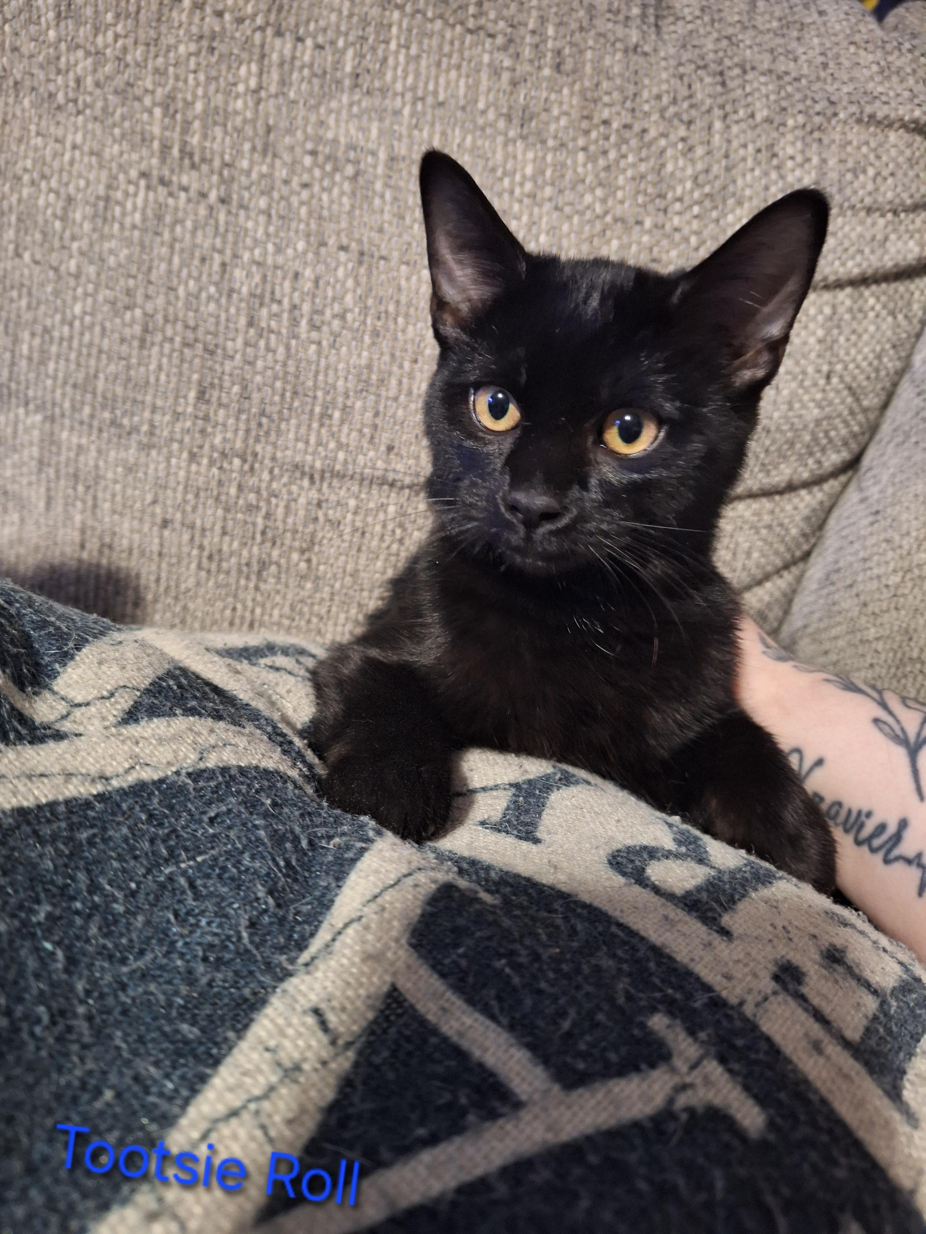 Enlarge Tootsie Roll, an adopted Domestic Short Hair in Kearney, NE image 2/2