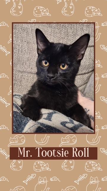 Enlarge Tootsie Roll, an adopted Domestic Short Hair in Kearney, NE image 1/2