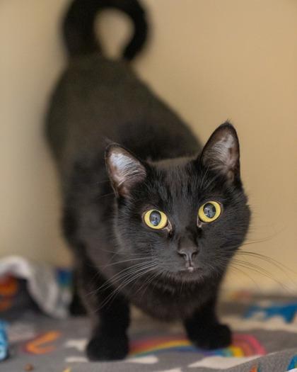 Enlarge Sis, a Adoptable mixed breed in Pequot Lakes, MN image 1/1