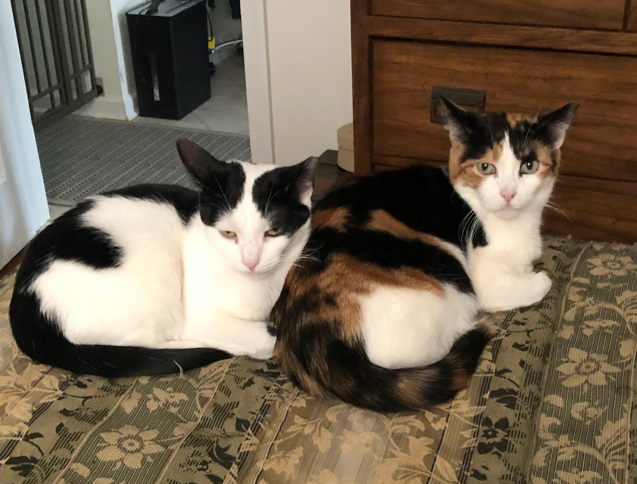 Panda, a Adoptable Domestic Short Hair in Nutley, NJ image 2/2