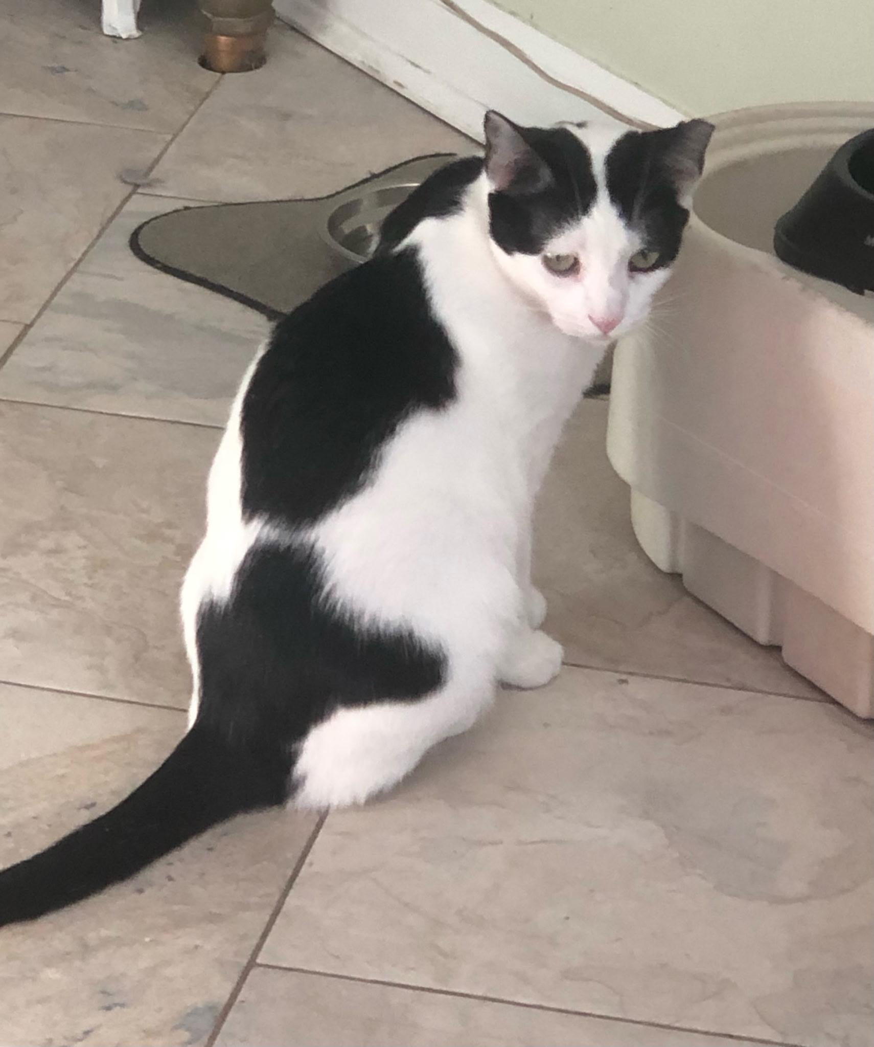 Panda, Adult Female Domestic Short Hair
