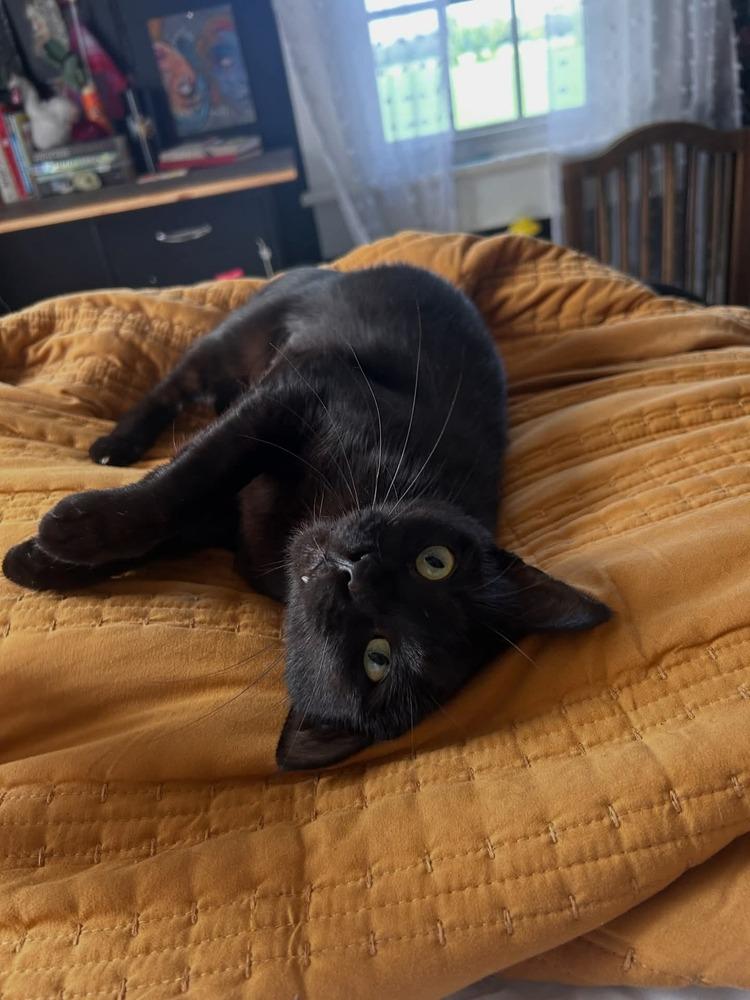 Enlarge Molly, a Adoptable Domestic Short Hair in Kinston, NC image 1/4