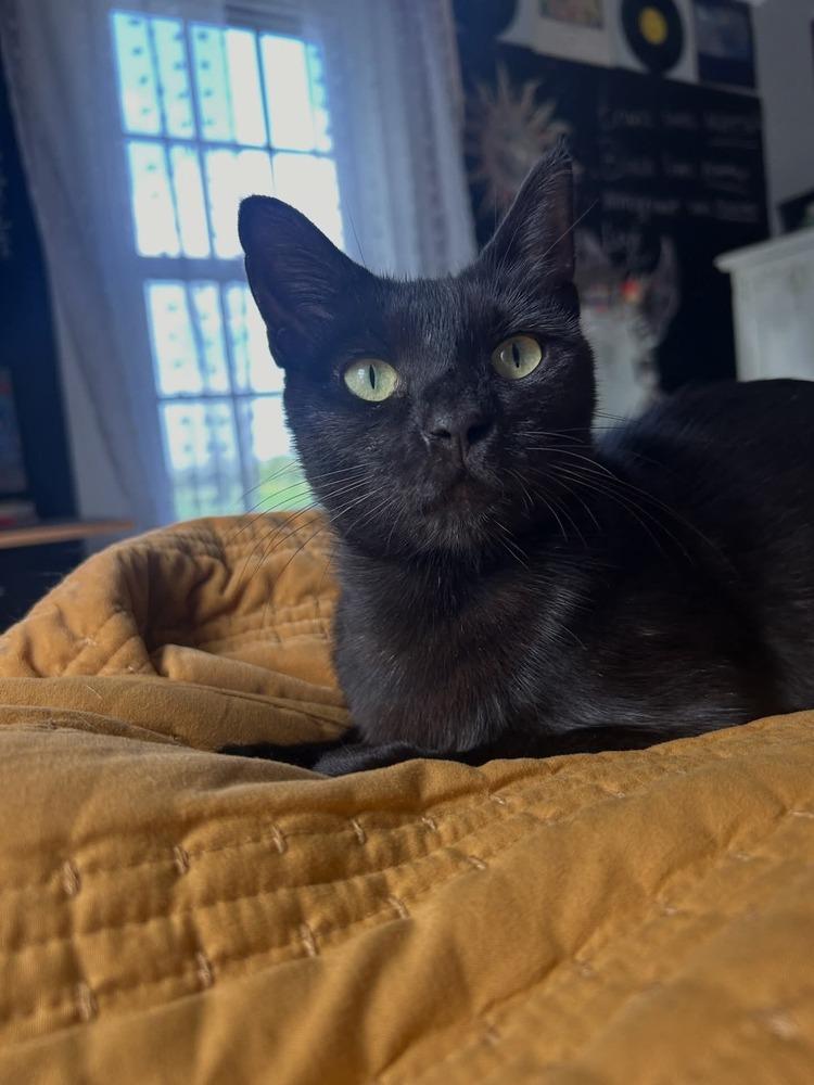 Enlarge Molly, a Adoptable Domestic Short Hair in Kinston, NC image 2/4