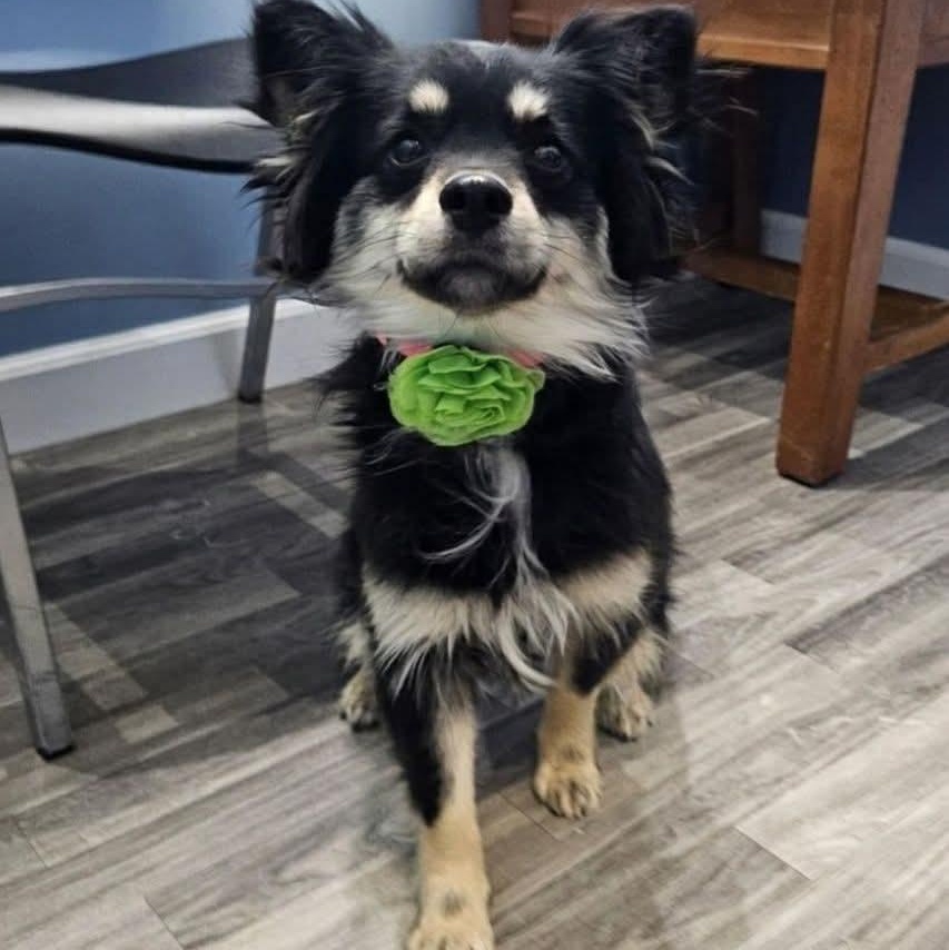 Enlarge Willow - in foster care , a ADOPTABLE mixed breed in Minooka, IL image 1/1