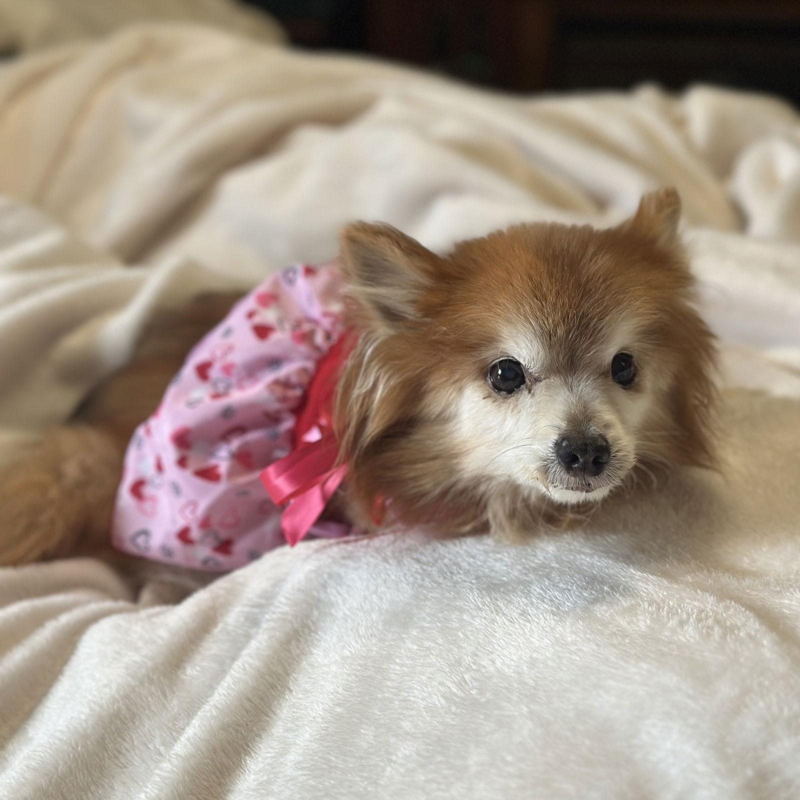 Foxie, Adoptable, Senior Female Pomeranian.