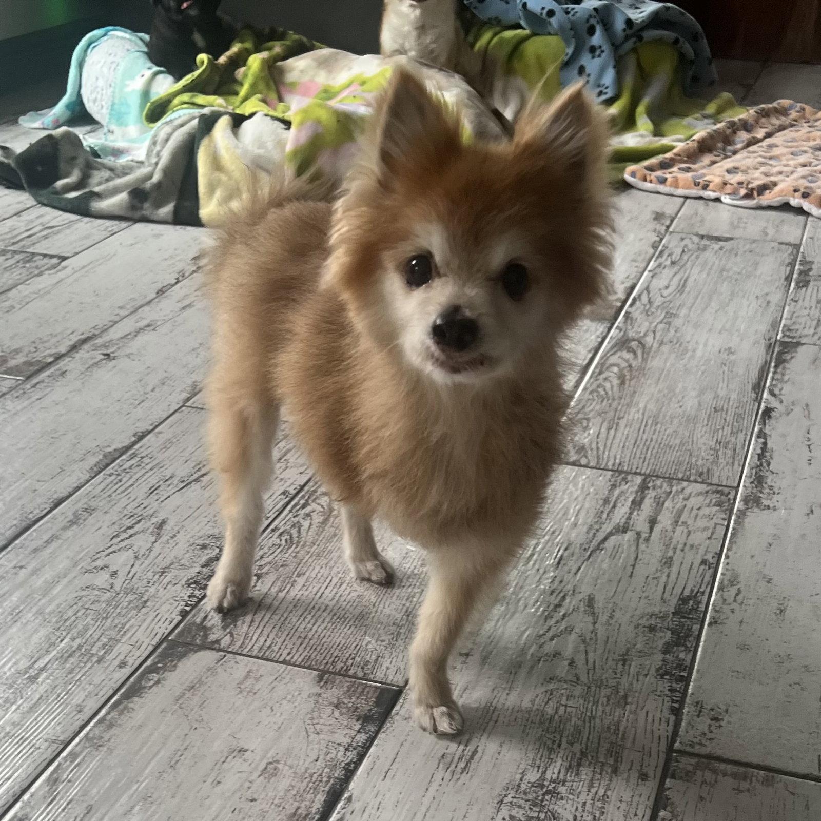 Enlarge Foxie, a Adoptable Pomeranian in Garland, TX image 2/3