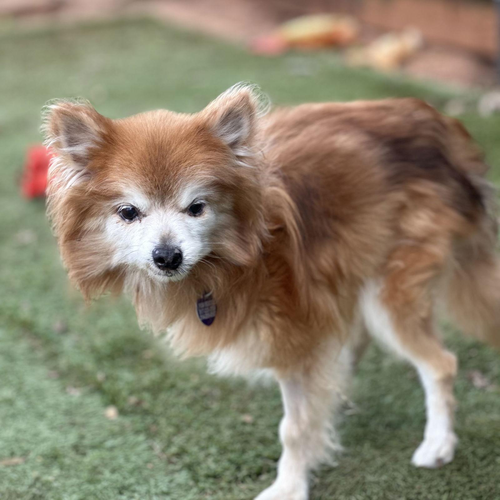 Enlarge Foxie, a Adoptable Pomeranian in Garland, TX image 2/3