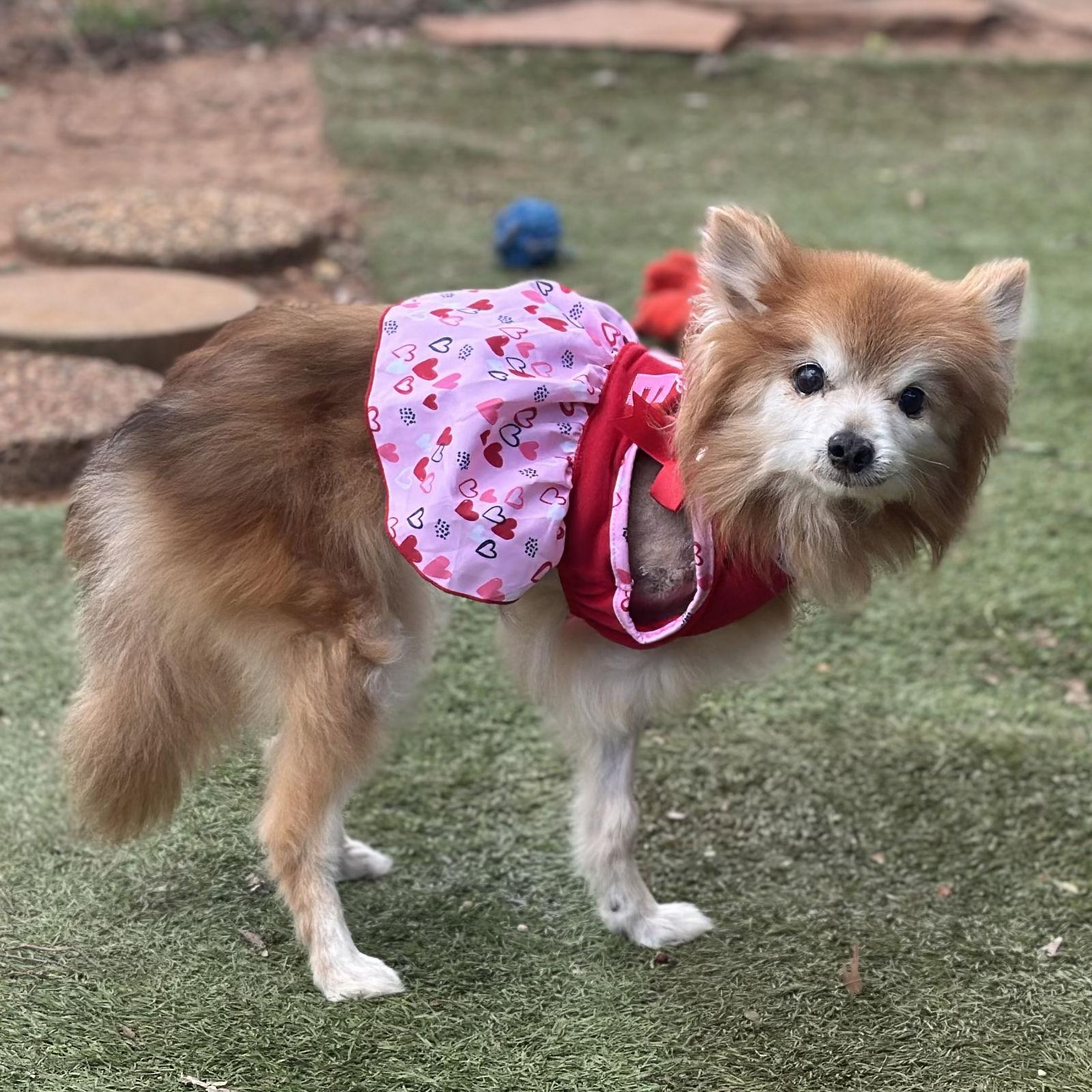 Enlarge Foxie, a Adoptable Pomeranian in Garland, TX image 3/3