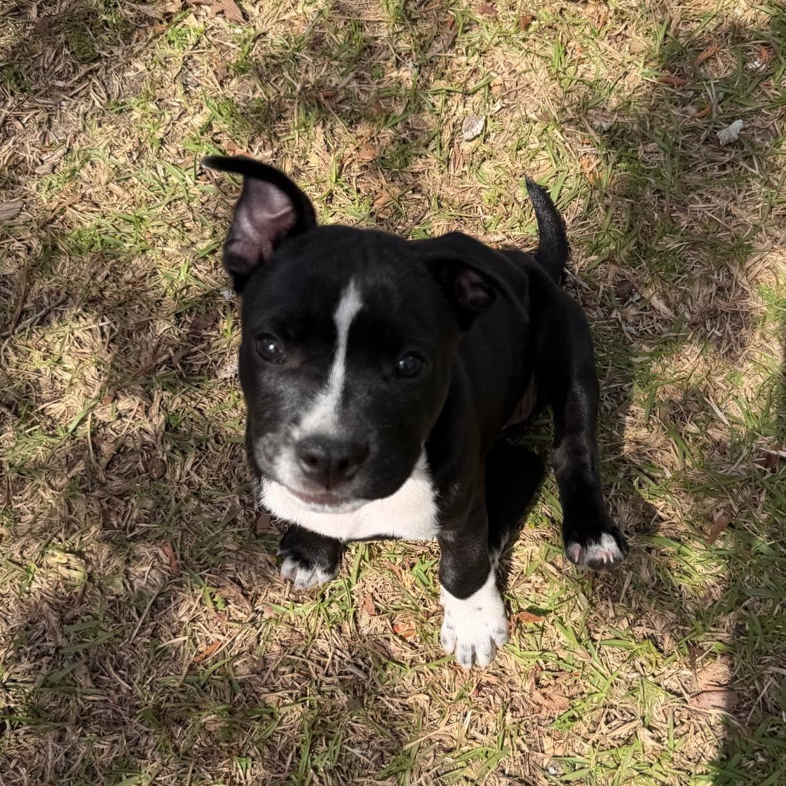 Enlarge Reba, an adopted Mixed Breed in Calabash, NC image 2/4