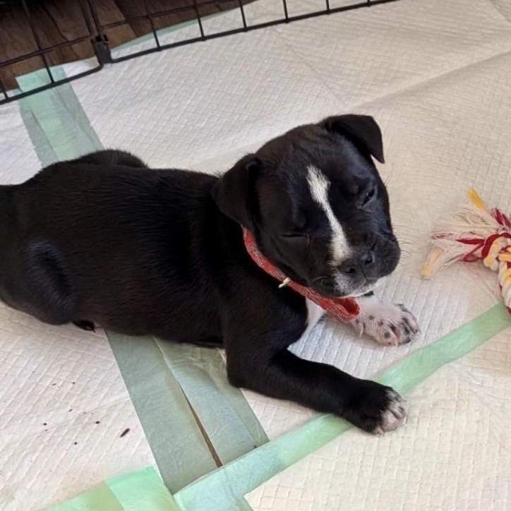 Enlarge Reba, a ADOPTABLE Mixed Breed in Calabash, NC image 1/1