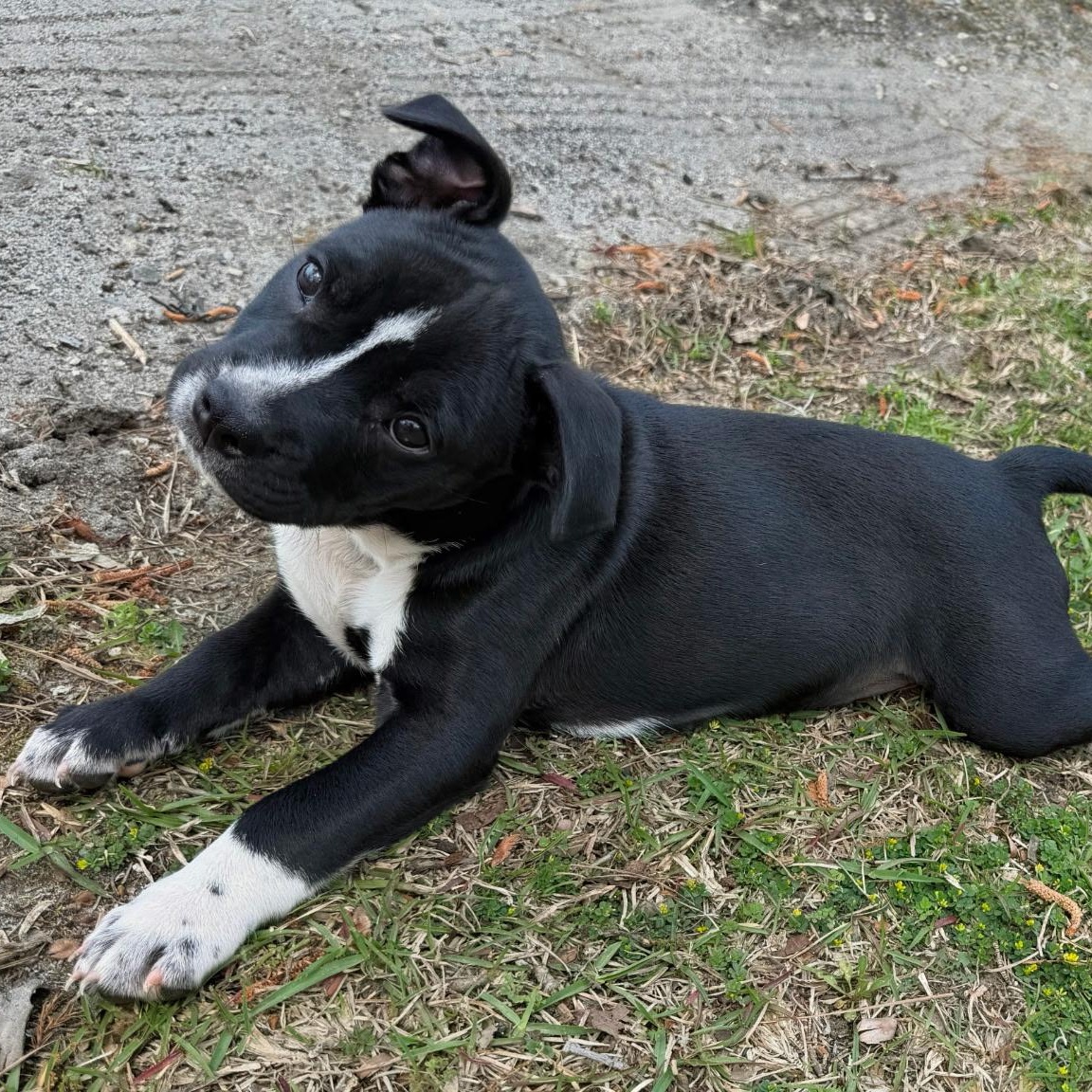 Enlarge Reba, an adopted Mixed Breed in Calabash, NC image 3/4
