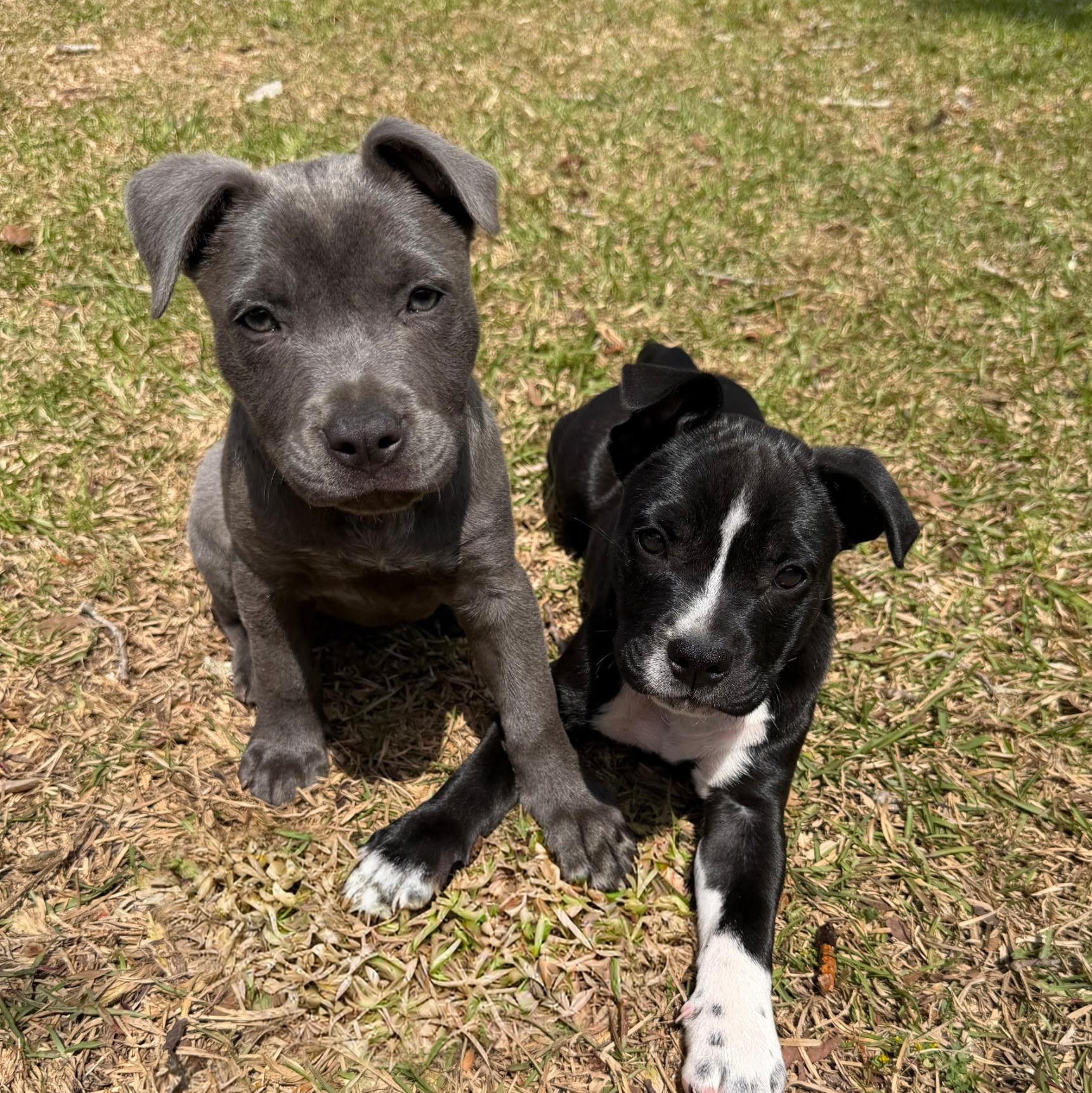Enlarge Reba, an adopted Mixed Breed in Calabash, NC image 4/4