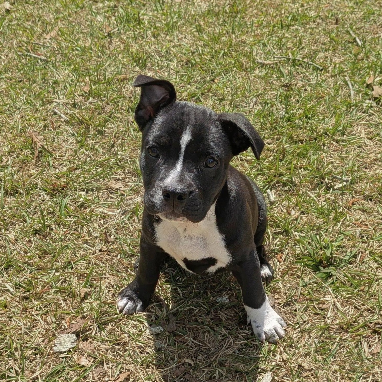Reba, adopted, Puppy Female Mixed Breed.