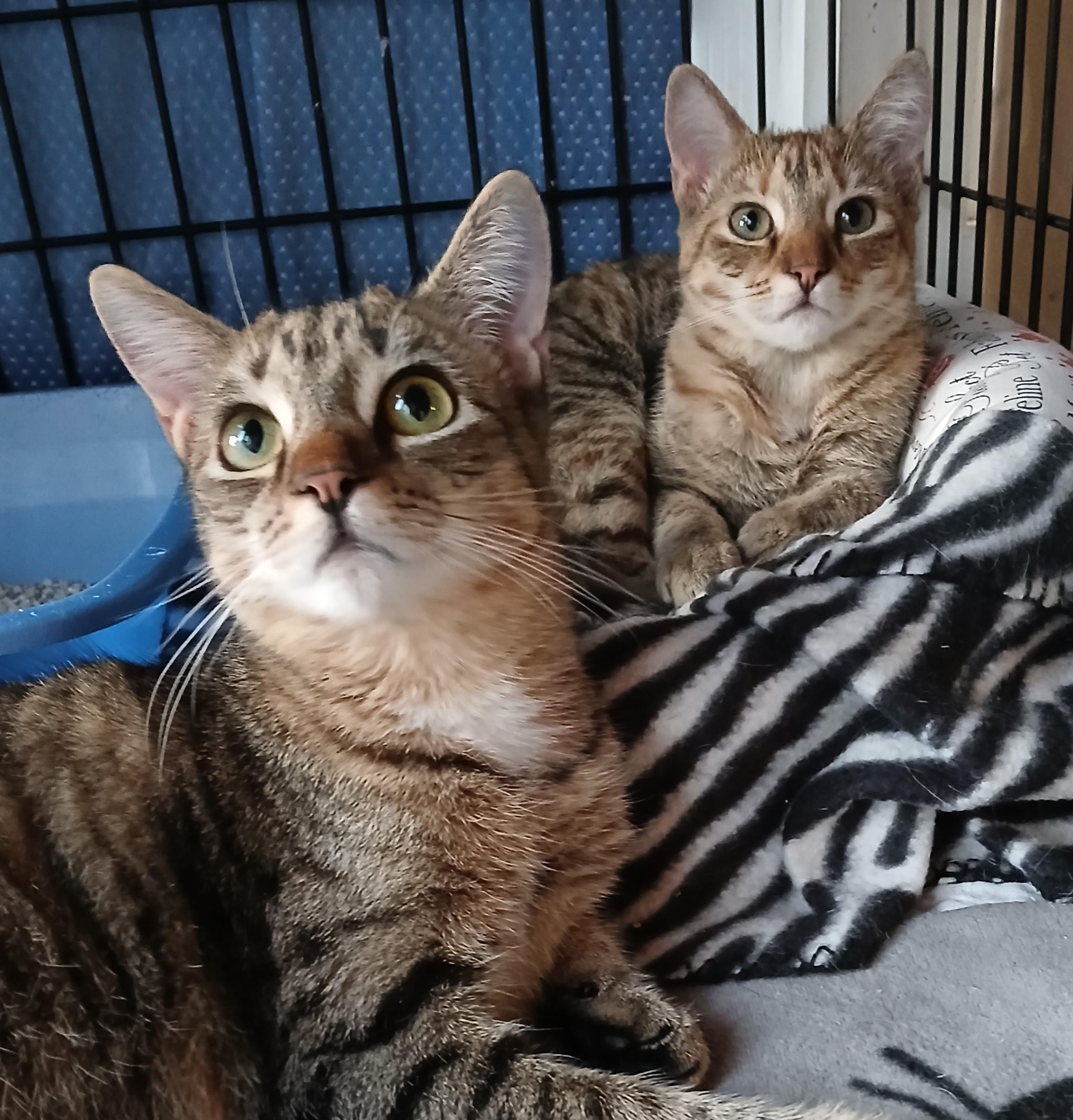 Hoover and Dyson