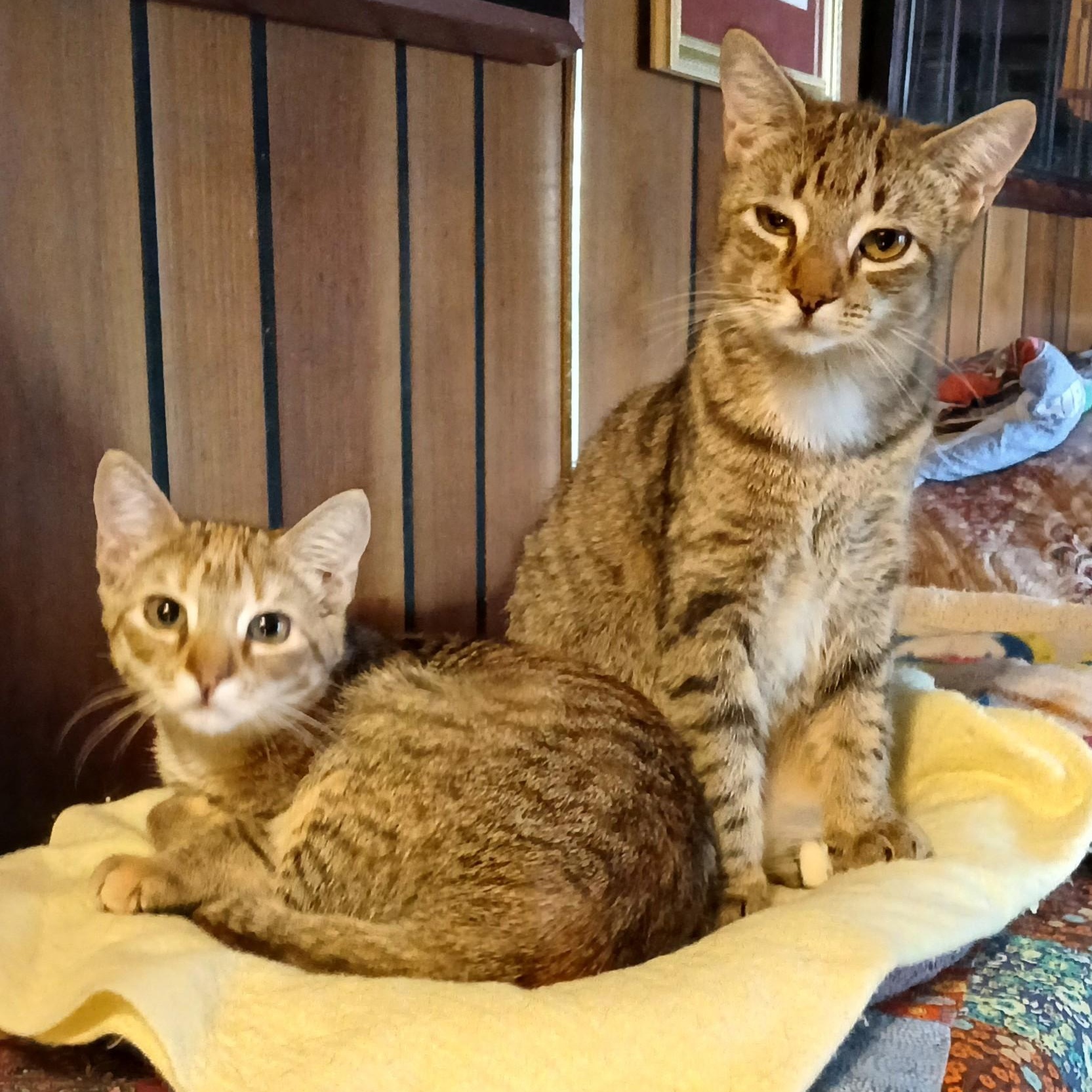 Hoover and Dyson