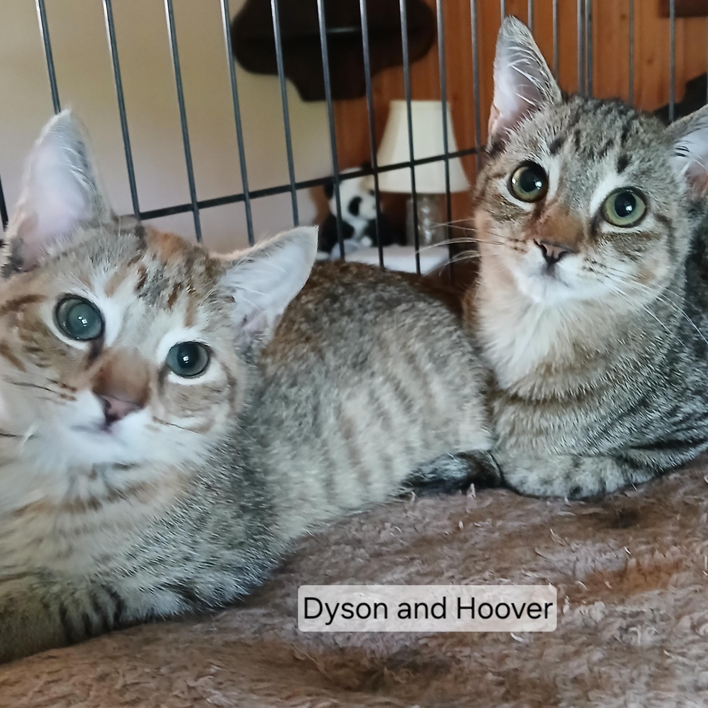 Hoover and Dyson