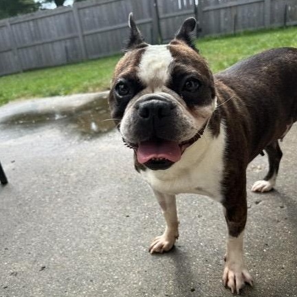 Enlarge Tiana in IA, a Adoptable Boston Terrier in Des Moines, IA image 4/6