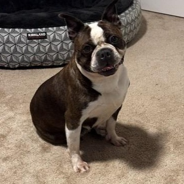 Enlarge Tiana in IA, a Adoptable Boston Terrier in Des Moines, IA image 3/6