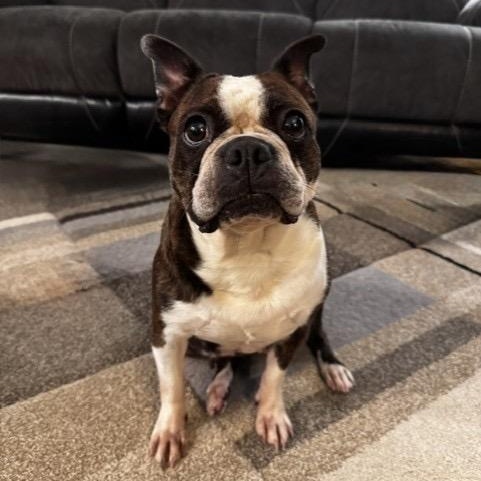 Tiana in IA, Adoptable, Adult Female Boston Terrier.