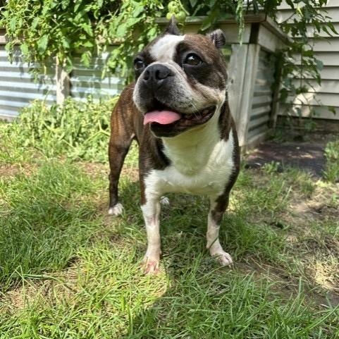 Enlarge Tiana in IA, a Adoptable Boston Terrier in Des Moines, IA image 2/6