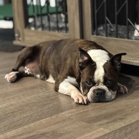 Enlarge Tiana in IA, a Adoptable Boston Terrier in Des Moines, IA image 5/6