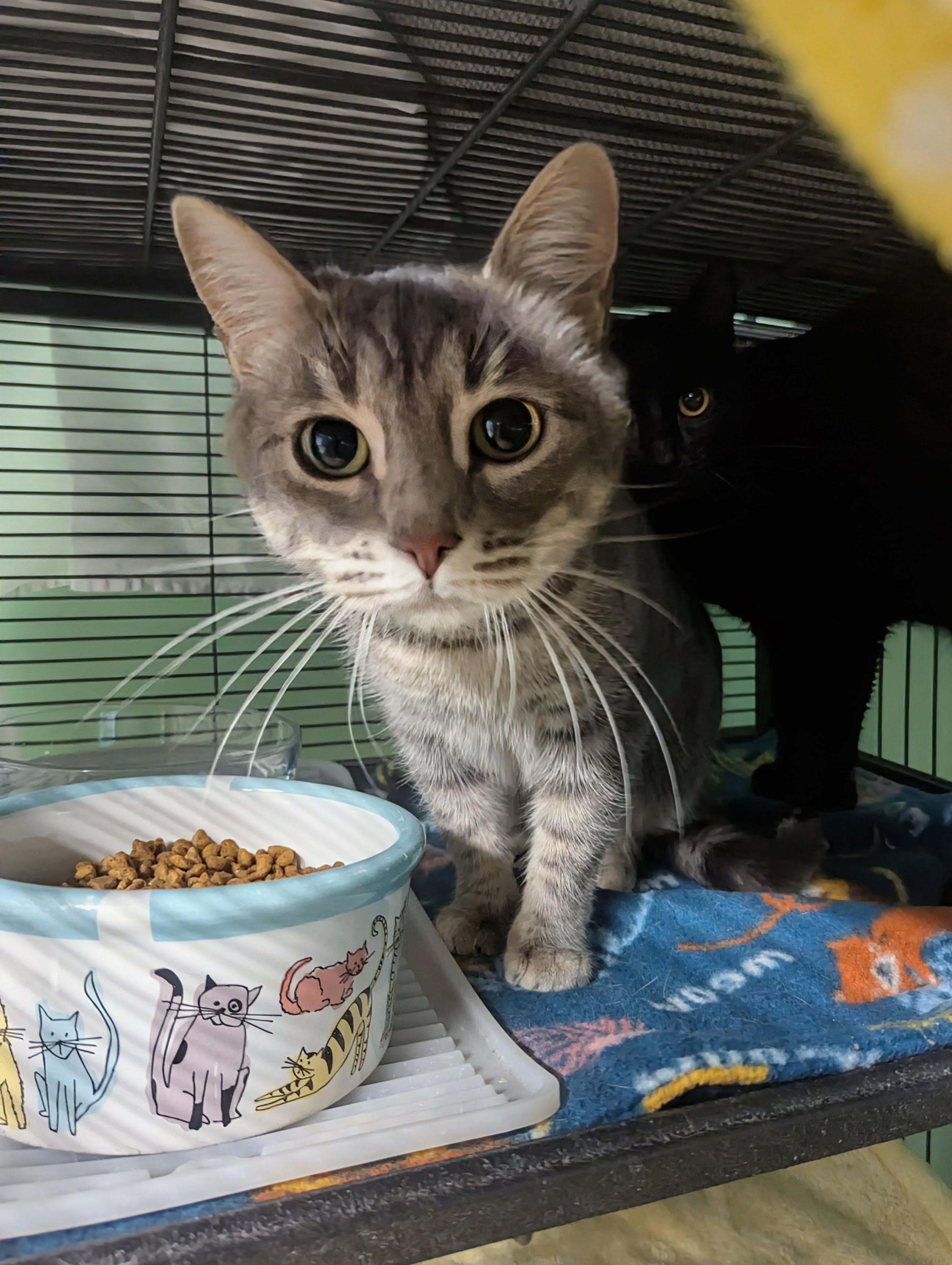 Teensy & Nefertiti bonded, a Adoptable Domestic Short Hair in Shelton, WA image 1/3