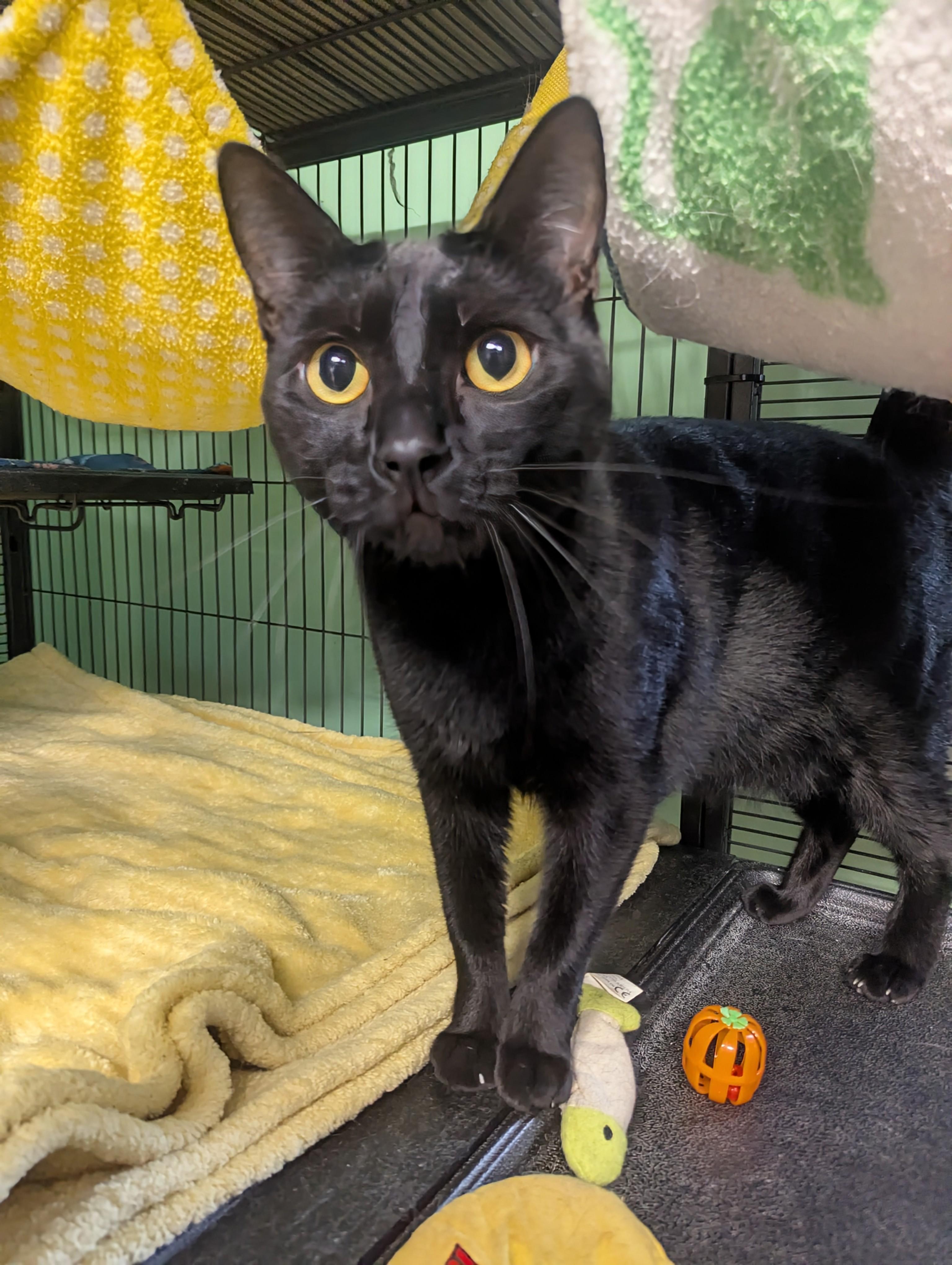 Teensy & Nefertiti bonded, a Adoptable Domestic Short Hair in Shelton, WA image 2/3