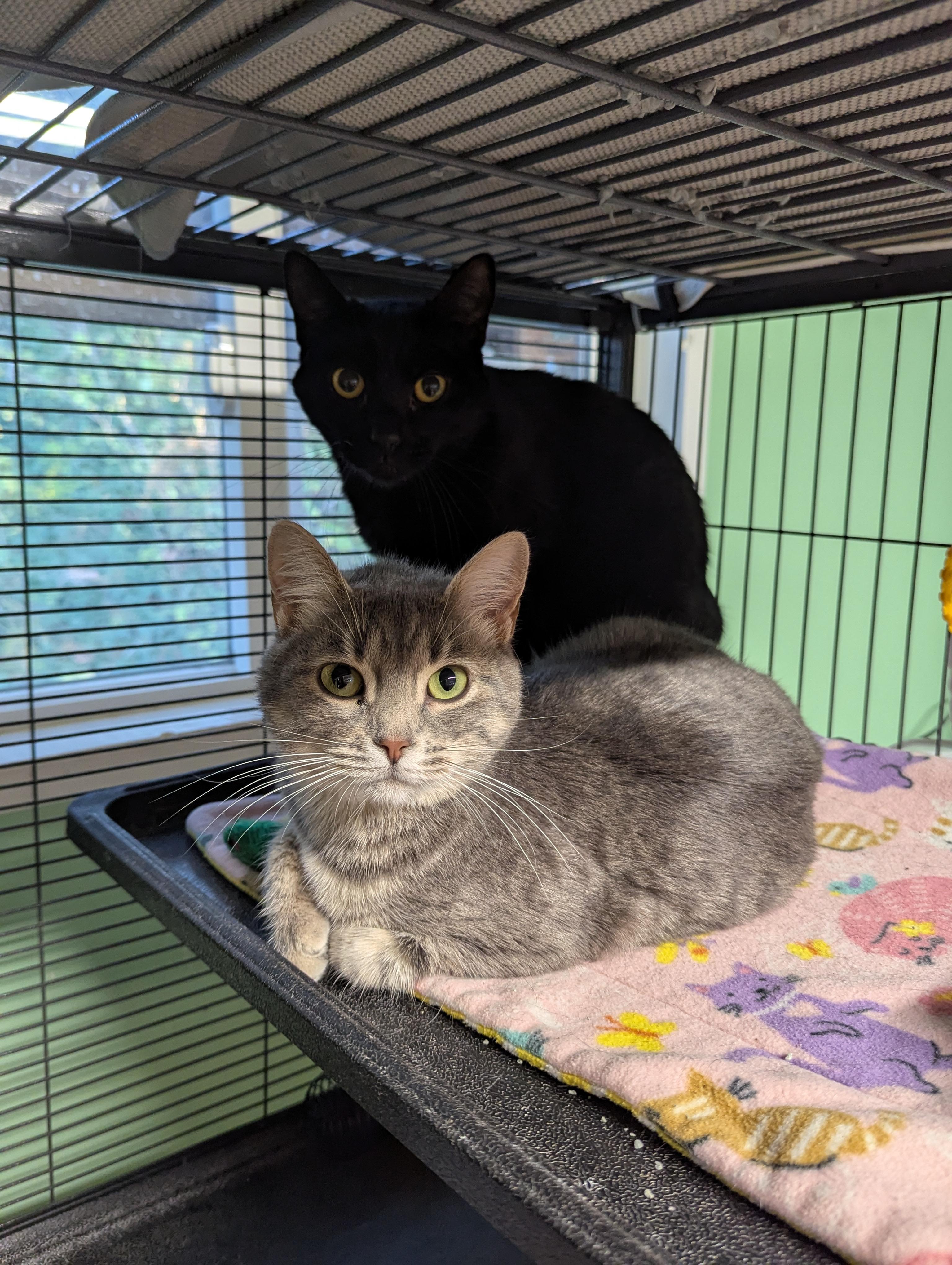 Teensy & Nefertiti bonded