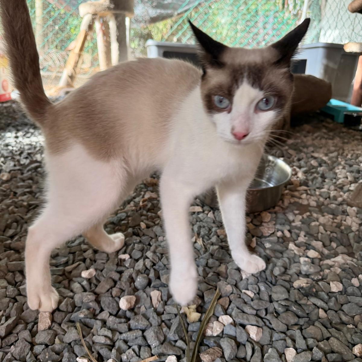 Vittorio, Adopted, Young Male Siamese & Snowshoe.