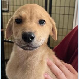 Enzo, Adoptable, Puppy Male Great Pyrenees & Shepherd.