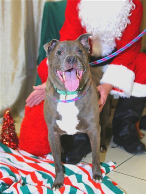 CUTIE, Adoptable, Adult Female Pit Bull Terrier.