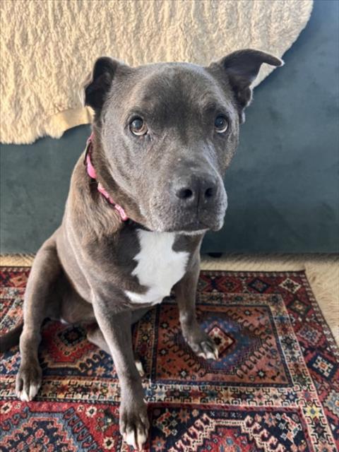 CUTIE, Adoptable, Adult Female Blue Lacy.