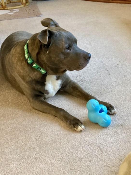 Enlarge CUTIE, a Adoptable Pit Bull Terrier in Derwood, MD image 1/1