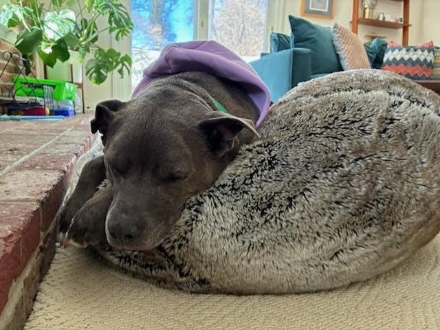 Enlarge CUTIE, a Adoptable Blue Lacy in Derwood, MD image 1/1