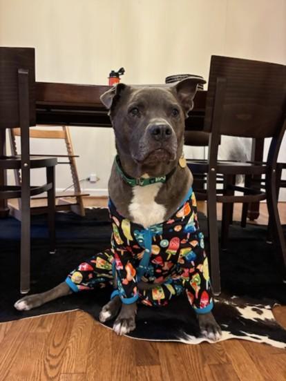 CUTIE, Adoptable, Adult Female Pit Bull Terrier.