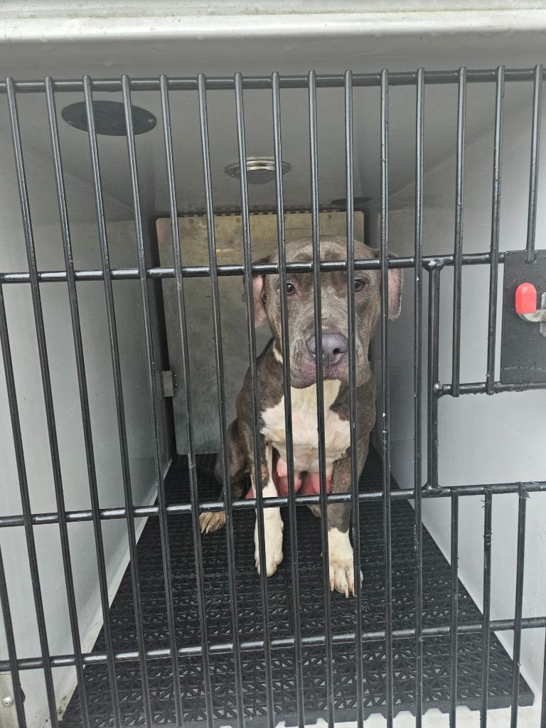 Dolly, Adoptable, Adult Female Pit Bull Terrier.
