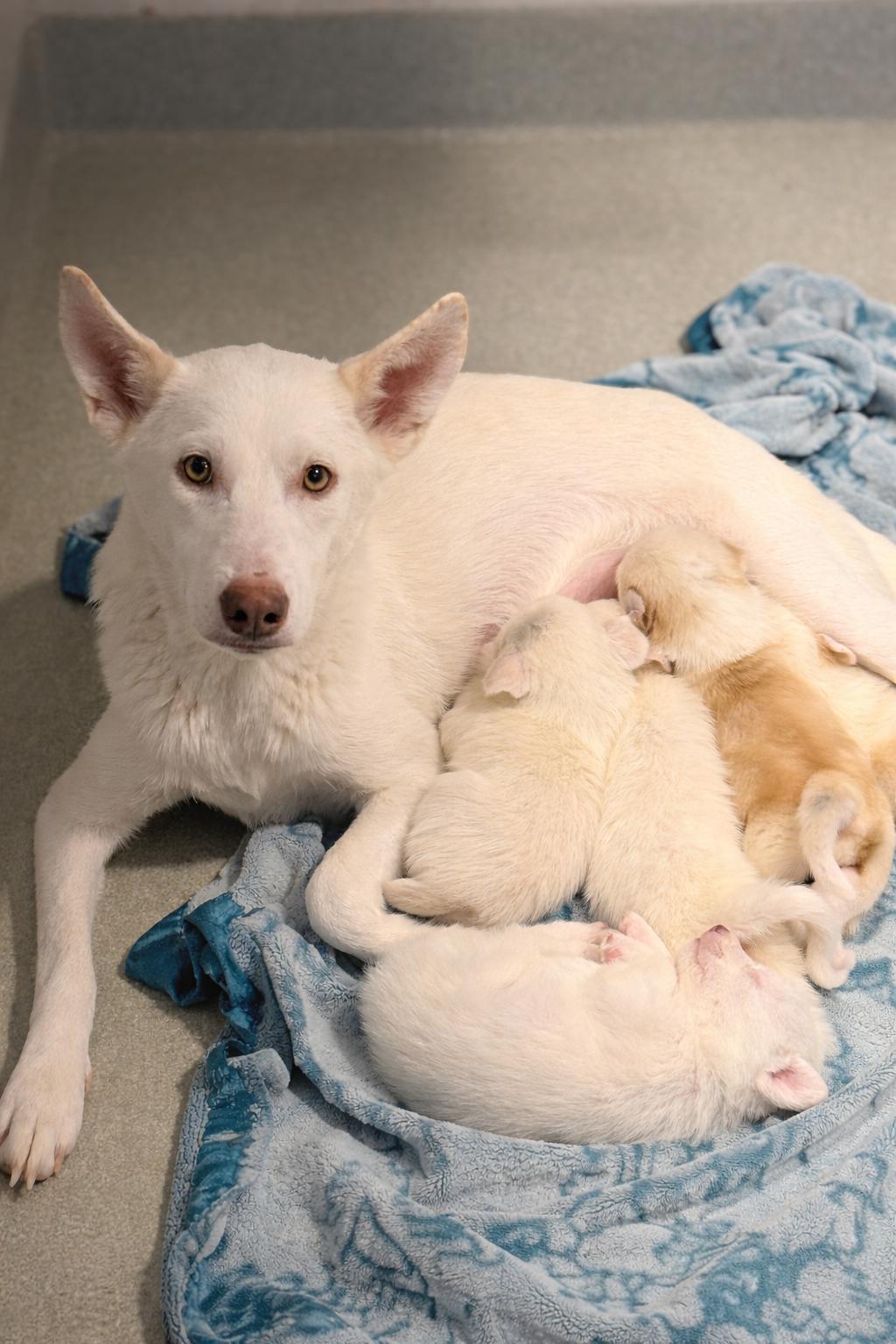 Rae, Adoptable, Young Female White German Shepherd.
