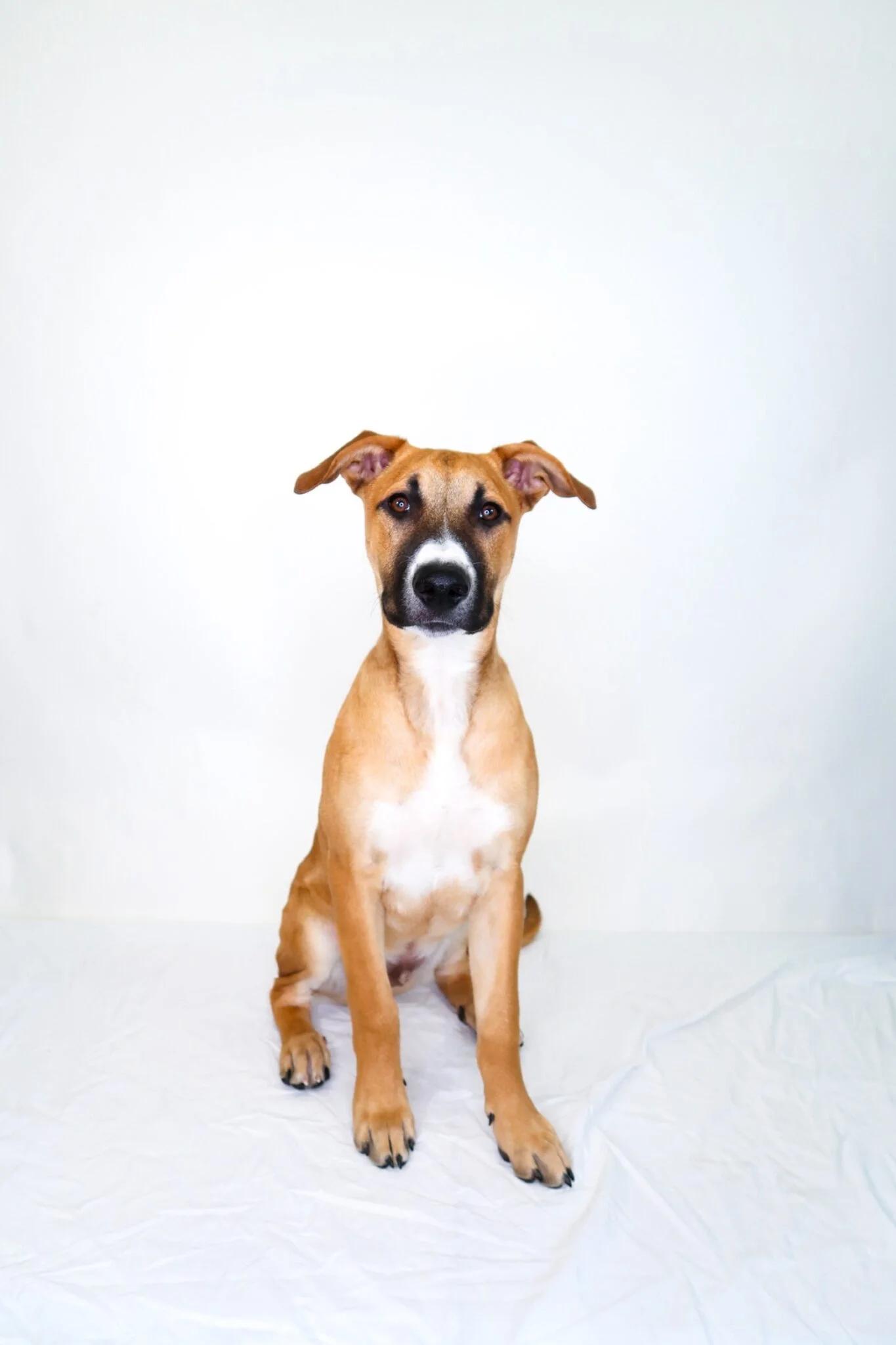 Bruce, Adoptable, Young Male Shepherd.