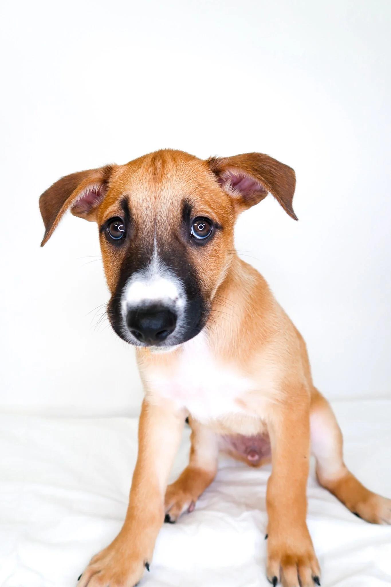 Bruce, a Adoptable mixed breed in Bixby, OK image 1/4
