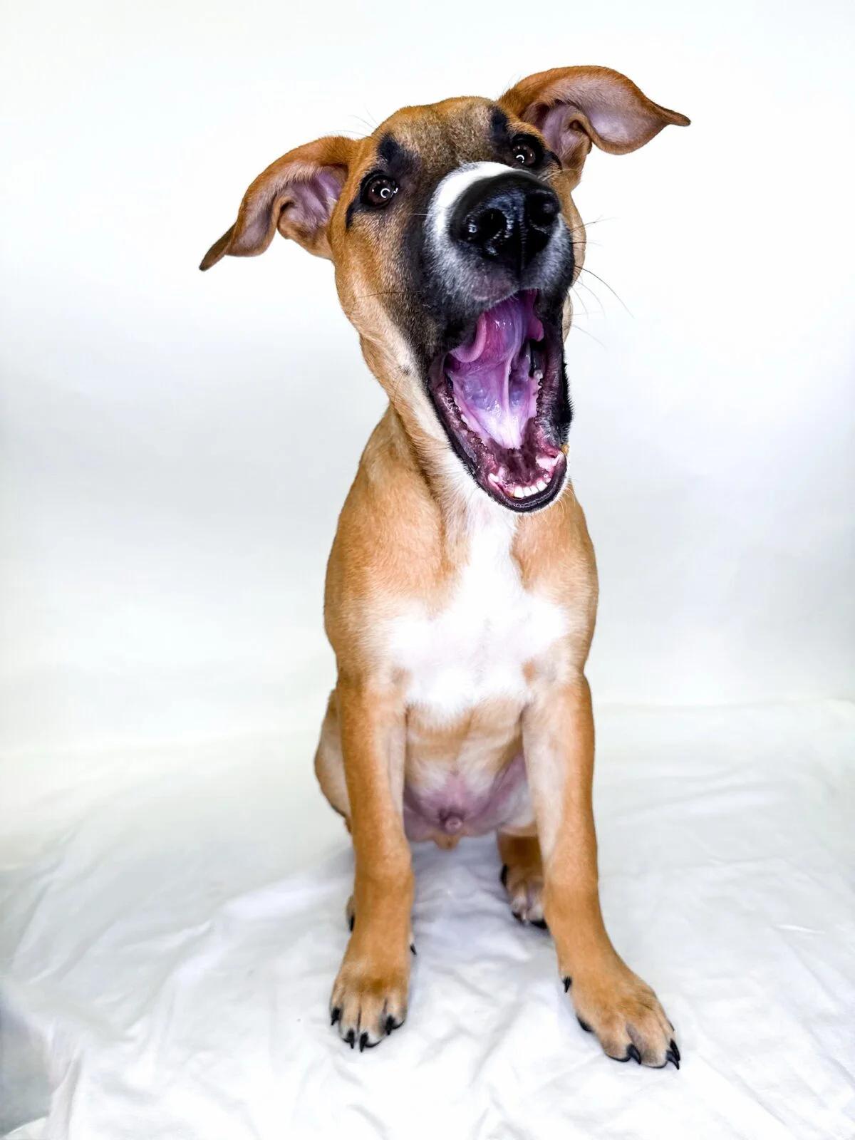 Bruce, Adoptable, Young Male Shepherd.