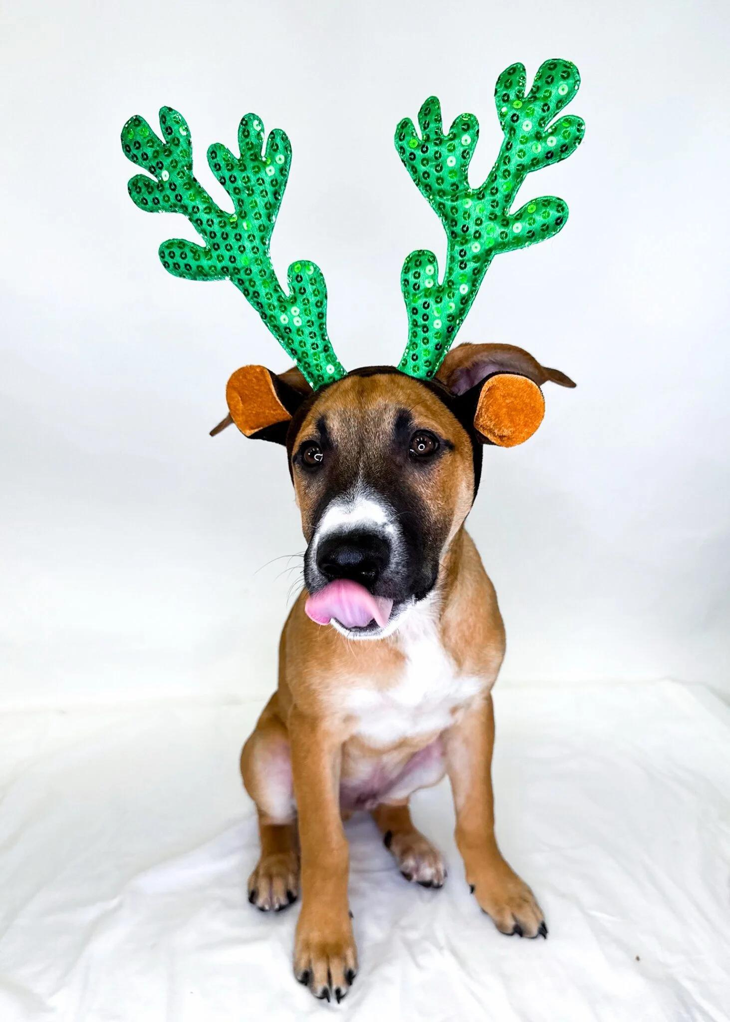 Enlarge Bruce, a Adoptable mixed breed in Bixby, OK image 2/4