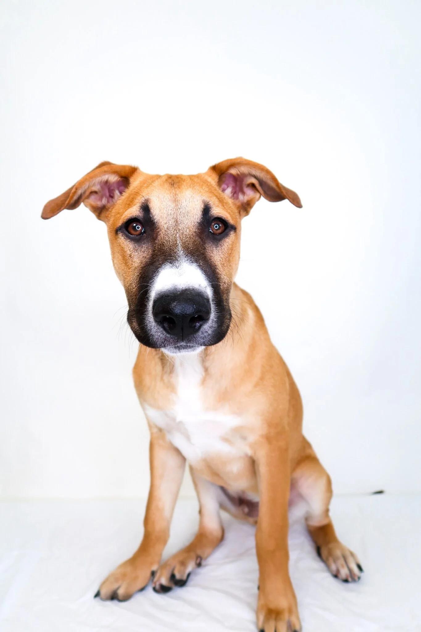 Enlarge Bruce, a Adoptable mixed breed in Bixby, OK image 2/6
