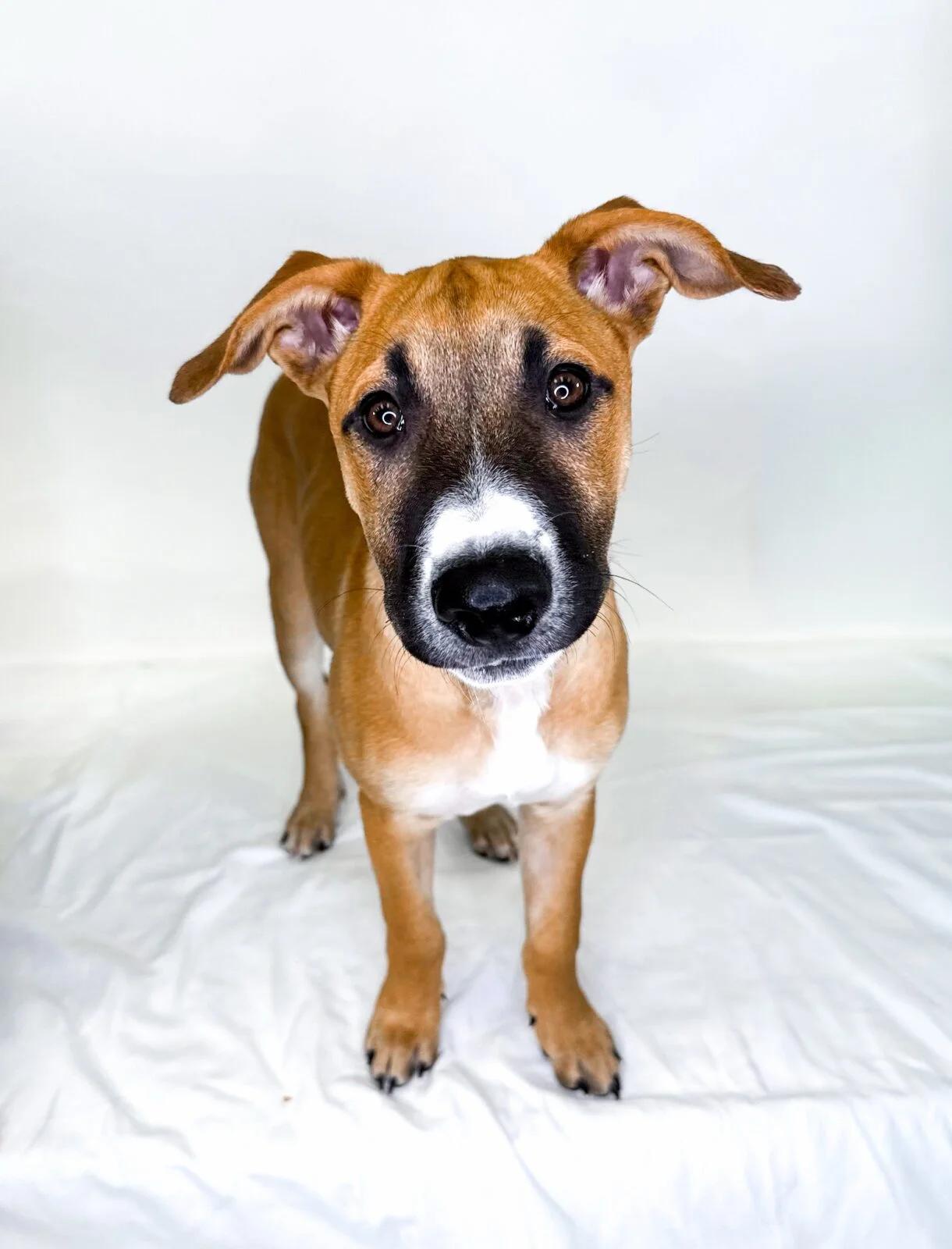 Enlarge Bruce, a Adoptable mixed breed in Bixby, OK image 3/4