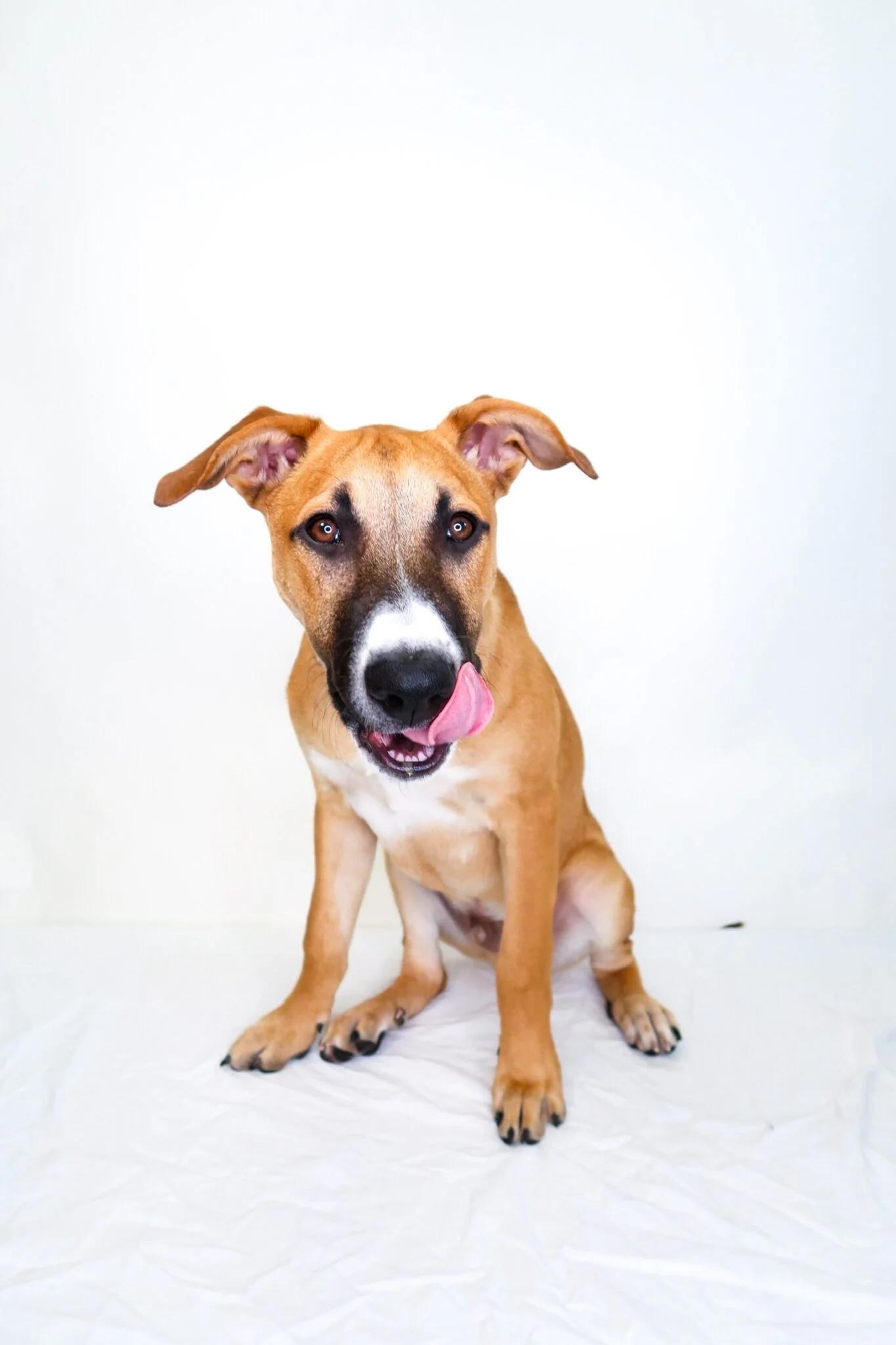 Enlarge Bruce, a Adoptable mixed breed in Bixby, OK image 3/6