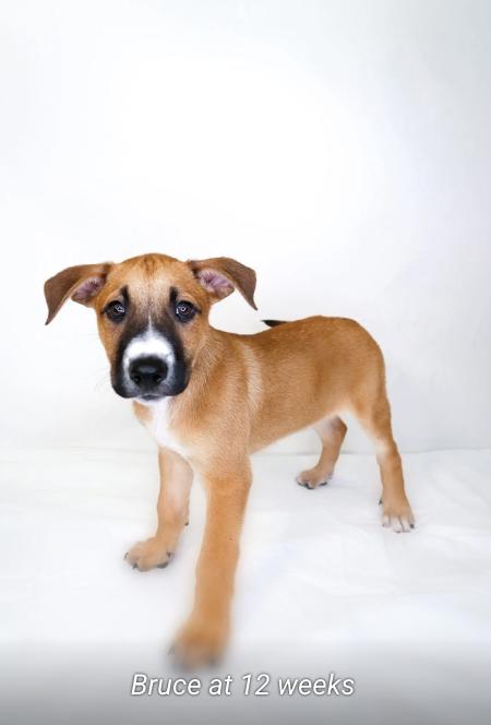 Enlarge Bruce, a Adoptable mixed breed in Bixby, OK image 6/6